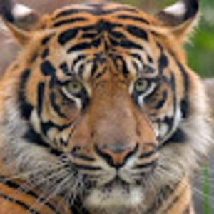 Meet your Posher, Chawki